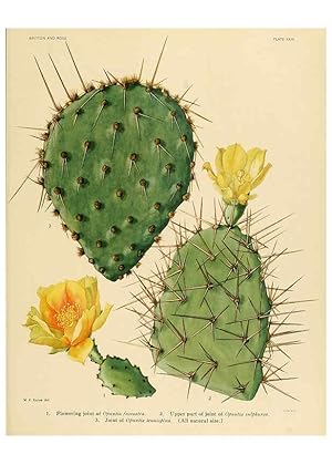 Immagine del venditore per Reproduccin/Reproduction 6026508748: The Cactaceae. v.1. Washington :Carnegie Institution of Washington,1919-1923 venduto da EL BOLETIN