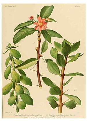 Immagine del venditore per Reproduccin/Reproduction 6026501644: The Cactaceae. v.1. Washington :Carnegie Institution of Washington,1919-1923 venduto da EL BOLETIN