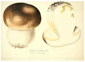 Seller image for Reproduccin/Reproduction 6029058998: Les champignons comestibles du Canton de Neucha^tel Neucha^tel :Socie?te? neuchateloise dutilite? publique,1861-1869 for sale by EL BOLETIN