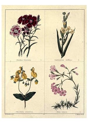 Image du vendeur pour Reproduccin/Reproduction 6029040280: The botanic garden London :Simpkin & Marshall,1825- mis en vente par EL BOLETIN