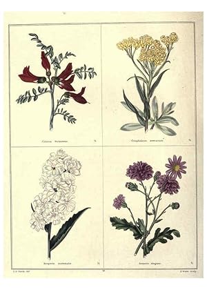 Image du vendeur pour Reproduccin/Reproduction 6028486235: The botanic garden London :Simpkin & Marshall,1825- mis en vente par EL BOLETIN