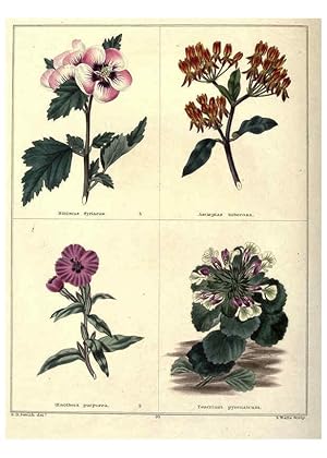 Image du vendeur pour Reproduccin/Reproduction 6028487627: The botanic garden London :Simpkin & Marshall,1825- mis en vente par EL BOLETIN