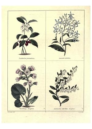 Image du vendeur pour Reproduccin/Reproduction 6029038532: The botanic garden London :Simpkin & Marshall,1825- mis en vente par EL BOLETIN