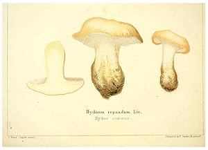 Seller image for Reproduccin/Reproduction 6028506863: Les champignons comestibles du Canton de Neucha^tel Neucha^tel :Socie?te? neuchateloise dutilite? publique,1861-1869 for sale by EL BOLETIN