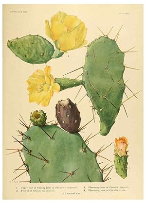 Immagine del venditore per Reproduccin/Reproduction 6025954357: The Cactaceae. v.1. Washington :Carnegie Institution of Washington,1919-1923 venduto da EL BOLETIN