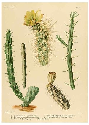Immagine del venditore per Reproduccin/Reproduction 6025947305: The Cactaceae. v.1. Washington :Carnegie Institution of Washington,1919-1923 venduto da EL BOLETIN