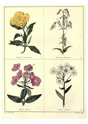 Image du vendeur pour Reproduccin/Reproduction 6029039440: The botanic garden London :Simpkin & Marshall,1825- mis en vente par EL BOLETIN