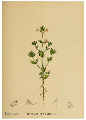 Immagine del venditore per Reproduccin/Reproduction 6025424471: American medicinal plants New York,Boericke & Tafel,c1887 venduto da EL BOLETIN