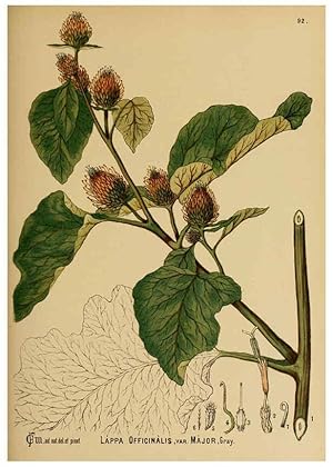 Immagine del venditore per Reproduccin/Reproduction 6025417379: American medicinal plants New York,Boericke & Tafel,c1887 venduto da EL BOLETIN