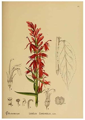 Immagine del venditore per Reproduccin/Reproduction 6025974246: American medicinal plants New York,Boericke & Tafel,c1887 venduto da EL BOLETIN