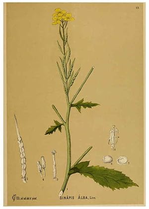 Immagine del venditore per Reproduccin/Reproduction 6025948574: American medicinal plants New York,Boericke & Tafel,c1887 venduto da EL BOLETIN