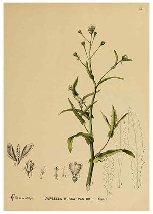 Immagine del venditore per Reproduccin/Reproduction 6025949074: American medicinal plants New York,Boericke & Tafel,c1887 venduto da EL BOLETIN