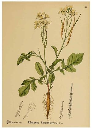 Immagine del venditore per Reproduccin/Reproduction 6025394397: American medicinal plants New York,Boericke & Tafel,c1887 venduto da EL BOLETIN