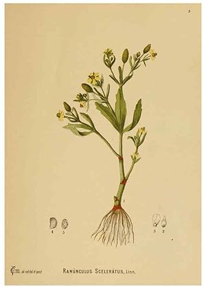 Immagine del venditore per Reproduccin/Reproduction 6025942380: American medicinal plants New York,Boericke & Tafel,c1887 venduto da EL BOLETIN