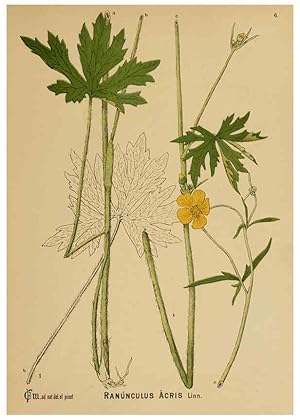 Immagine del venditore per Reproduccin/Reproduction 6025388093: American medicinal plants New York,Boericke & Tafel,c1887 venduto da EL BOLETIN