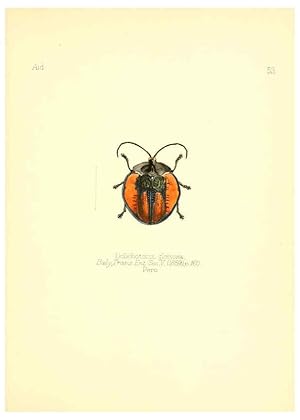 Bild des Verkufers fr Reproduccin/Reproduction 6025826477: Aid to the identification of insects. v.1. London :E.W. Janson,1880-90 zum Verkauf von EL BOLETIN