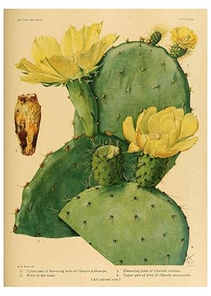 Immagine del venditore per Reproduccin/Reproduction 6025955673: The Cactaceae. v.1. Washington :Carnegie Institution of Washington,1919-1923 venduto da EL BOLETIN