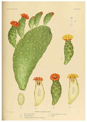 Immagine del venditore per Reproduccin/Reproduction 6026512628: The Cactaceae. v.1. Washington :Carnegie Institution of Washington,1919-1923 venduto da EL BOLETIN