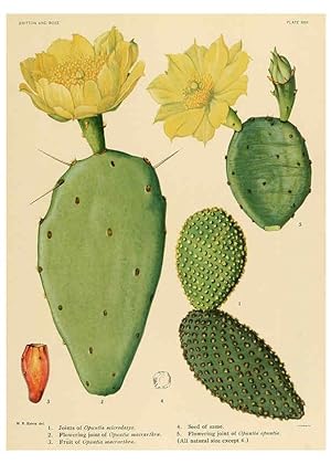 Immagine del venditore per Reproduccin/Reproduction 6025952755: The Cactaceae. v.1. Washington :Carnegie Institution of Washington,1919-1923 venduto da EL BOLETIN