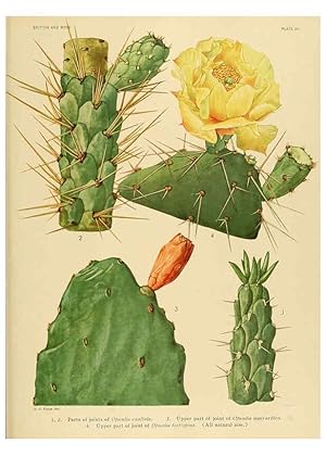 Immagine del venditore per Reproduccin/Reproduction 6025950061: The Cactaceae. v.1. Washington :Carnegie Institution of Washington,1919-1923 venduto da EL BOLETIN