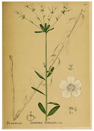 Immagine del venditore per Reproduccin/Reproduction 6025990758: American medicinal plants New York,Boericke & Tafel,c1887 venduto da EL BOLETIN