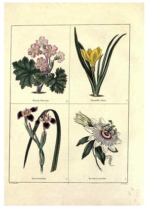 Image du vendeur pour Reproduccin/Reproduction 6028484773: The botanic garden London :Simpkin & Marshall,1825- mis en vente par EL BOLETIN