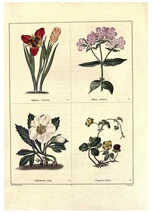 Image du vendeur pour Reproduccin/Reproduction 6028485027: The botanic garden London :Simpkin & Marshall,1825- mis en vente par EL BOLETIN