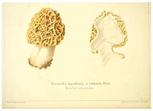 Seller image for Reproduccin/Reproduction 6029060028: Les champignons comestibles du Canton de Neucha^tel Neucha^tel :Socie?te? neuchateloise dutilite? publique,1861-1869 for sale by EL BOLETIN