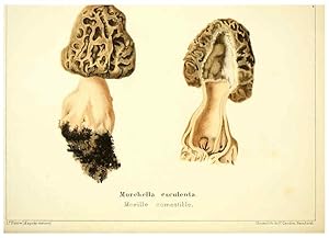 Seller image for Reproduccin/Reproduction 6028507383: Les champignons comestibles du Canton de Neucha^tel Neucha^tel :Socie?te? neuchateloise dutilite? publique,1861-1869 for sale by EL BOLETIN