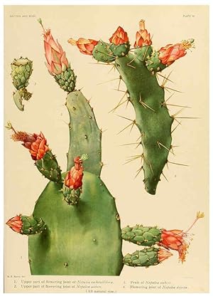 Immagine del venditore per Reproduccin/Reproduction 6026502018: The Cactaceae. v.1. Washington :Carnegie Institution of Washington,1919-1923 venduto da EL BOLETIN