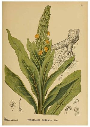 Immagine del venditore per Reproduccin/Reproduction 6025978262: American medicinal plants New York,Boericke & Tafel,c1887 venduto da EL BOLETIN