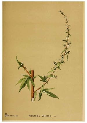 Immagine del venditore per Reproduccin/Reproduction 6025415749: American medicinal plants New York,Boericke & Tafel,c1887 venduto da EL BOLETIN