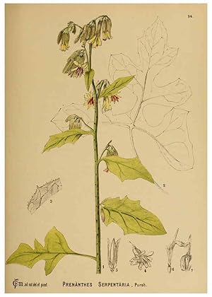 Immagine del venditore per Reproduccin/Reproduction 6025418033: American medicinal plants New York,Boericke & Tafel,c1887 venduto da EL BOLETIN