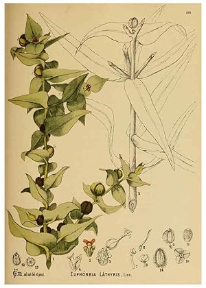 Immagine del venditore per Reproduccin/Reproduction 6025436091: American medicinal plants New York,Boericke & Tafel,c1887 venduto da EL BOLETIN
