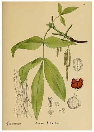 Immagine del venditore per Reproduccin/Reproduction 6025993498: American medicinal plants New York,Boericke & Tafel,c1887 venduto da EL BOLETIN