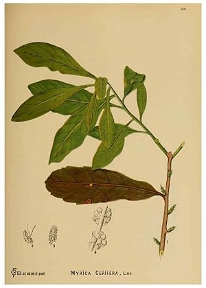 Immagine del venditore per Reproduccin/Reproduction 6025439235: American medicinal plants New York,Boericke & Tafel,c1887 venduto da EL BOLETIN