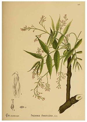 Immagine del venditore per Reproduccin/Reproduction 6025431839: American medicinal plants New York,Boericke & Tafel,c1887 venduto da EL BOLETIN