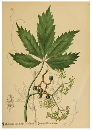 Immagine del venditore per Reproduccin/Reproduction 6025953524: American medicinal plants New York,Boericke & Tafel,c1887 venduto da EL BOLETIN