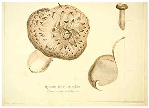 Seller image for Reproduccin/Reproduction 6028506739: Les champignons comestibles du Canton de Neucha^tel Neucha^tel :Socie?te? neuchateloise dutilite? publique,1861-1869 for sale by EL BOLETIN