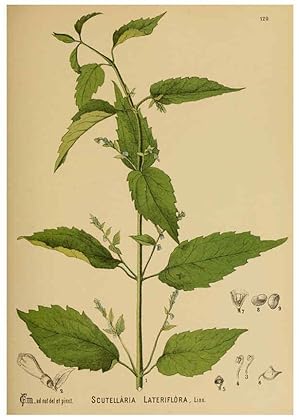 Immagine del venditore per Reproduccin/Reproduction 6025981444: American medicinal plants New York,Boericke & Tafel,c1887 venduto da EL BOLETIN