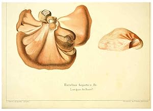 Seller image for Reproduccin/Reproduction 6029059372: Les champignons comestibles du Canton de Neucha^tel Neucha^tel :Socie?te? neuchateloise dutilite? publique,1861-1869 for sale by EL BOLETIN