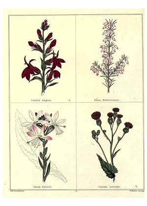 Image du vendeur pour Reproduccin/Reproduction 6028487481: The botanic garden London :Simpkin & Marshall,1825- mis en vente par EL BOLETIN
