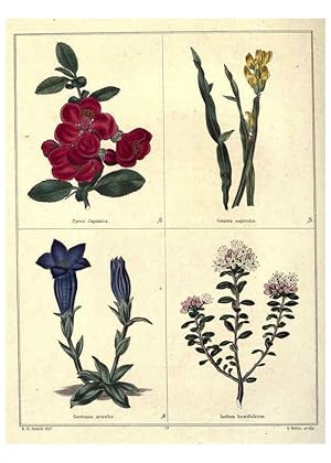 Image du vendeur pour Reproduccin/Reproduction 6028486605: The botanic garden London :Simpkin & Marshall,1825- mis en vente par EL BOLETIN