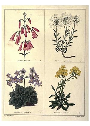 Image du vendeur pour Reproduccin/Reproduction 6028487731: The botanic garden London :Simpkin & Marshall,1825- mis en vente par EL BOLETIN