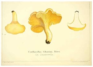 Seller image for Reproduccin/Reproduction 6028505969: Les champignons comestibles du Canton de Neucha^tel Neucha^tel :Socie?te? neuchateloise dutilite? publique,1861-1869 for sale by EL BOLETIN