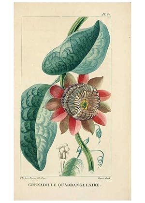 Bild des Verkufers fr Reproduccin/Reproduction 6004857073: Flore pittoresque et me?dicale des Antilles v.1 Paris Pichard,1821-1829 zum Verkauf von EL BOLETIN