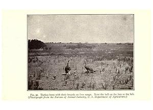 Seller image for Reproduccin/Reproduction 6005510358: Turkey raising New York,Orange Judd publishing company; [etc., etc.]1922 for sale by EL BOLETIN