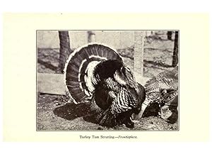 Bild des Verkufers fr Reproduccin/Reproduction 6005499652: Turkey raising New York,Orange Judd publishing company; [etc., etc.]1922 zum Verkauf von EL BOLETIN