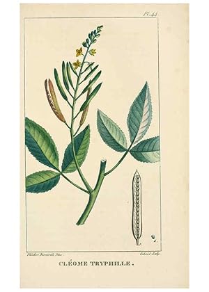 Bild des Verkufers fr Reproduccin/Reproduction 6004853251: Flore pittoresque et me?dicale des Antilles v.1 Paris Pichard,1821-1829 zum Verkauf von EL BOLETIN