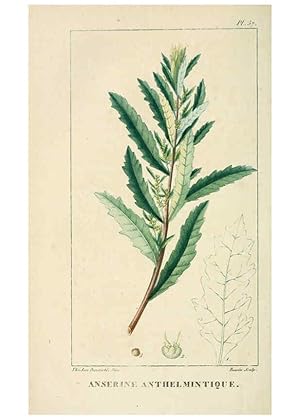 Bild des Verkufers fr Reproduccin/Reproduction 6004856359: Flore pittoresque et me?dicale des Antilles v.1 Paris Pichard,1821-1829 zum Verkauf von EL BOLETIN